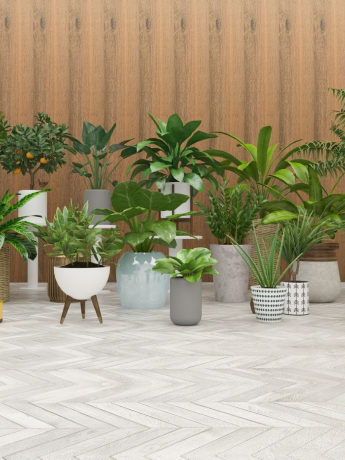 Various potted plants on a wooden deck with a wooden wall background