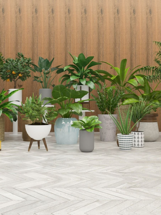 Various potted plants on a wooden deck with a wooden wall background